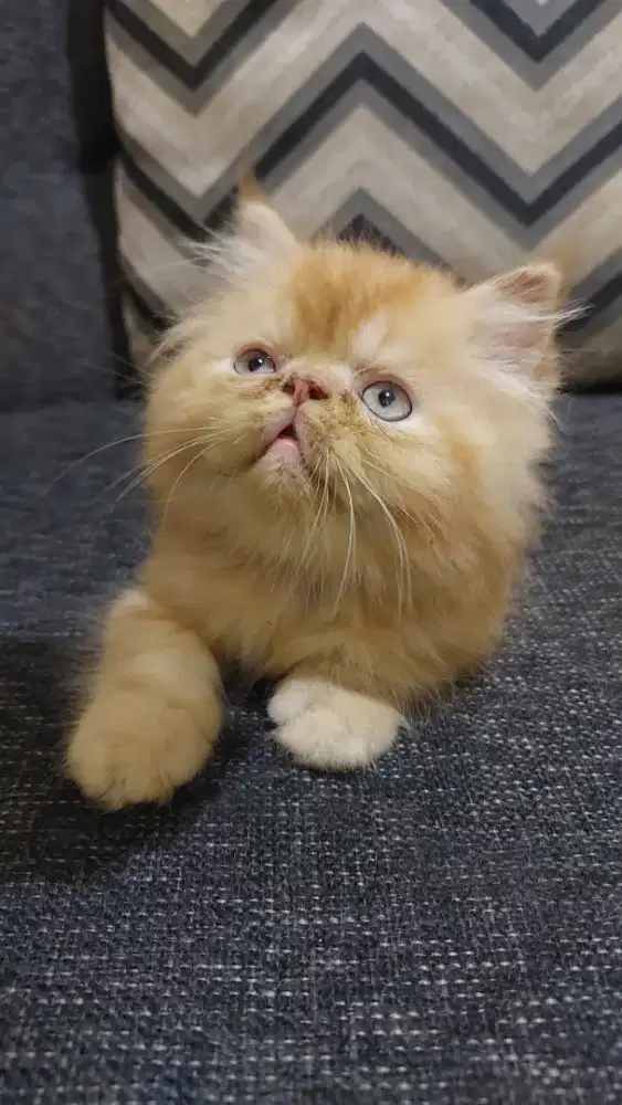 Kucing Persia Pean Nose Super Oyen Kaki Cebol Lucu