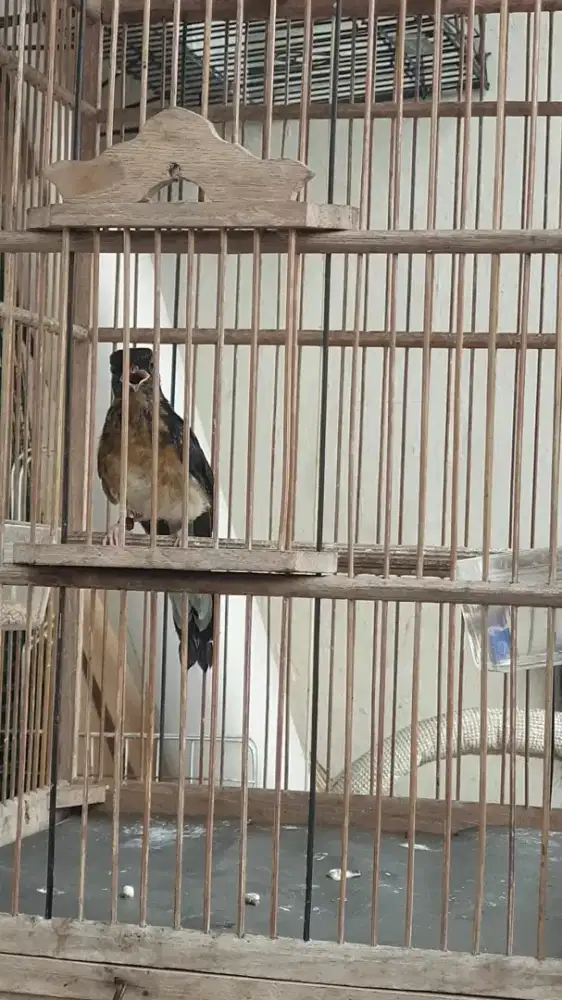 Murai Trotol Jantan