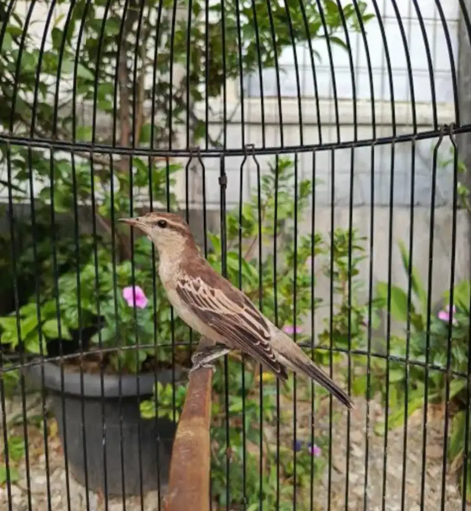 Burung kapasan kemiri burja