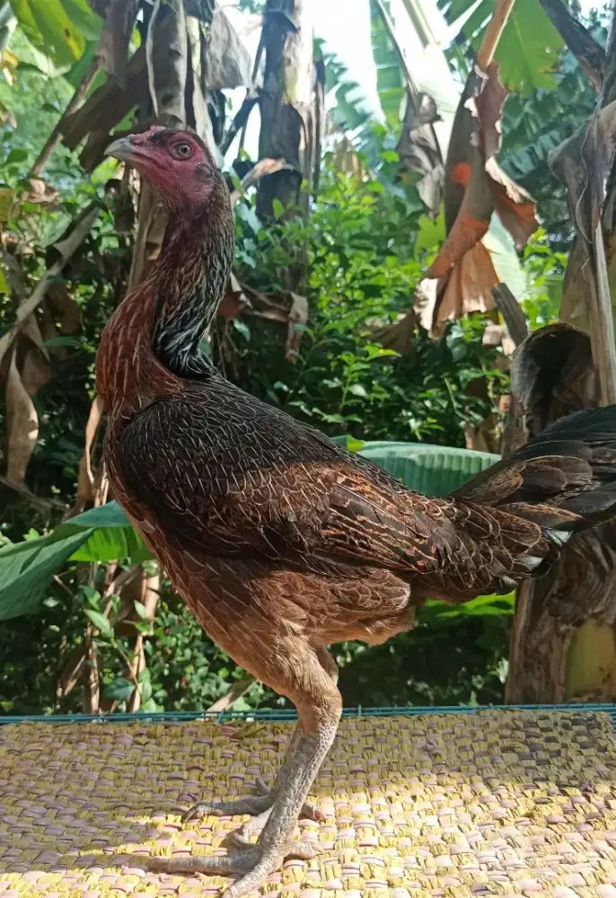 AYAM BETINA BIANG BABON PAMA