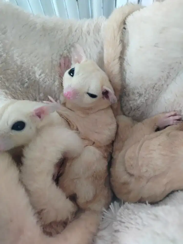 Sugar Glider (Indukan dan Joey)