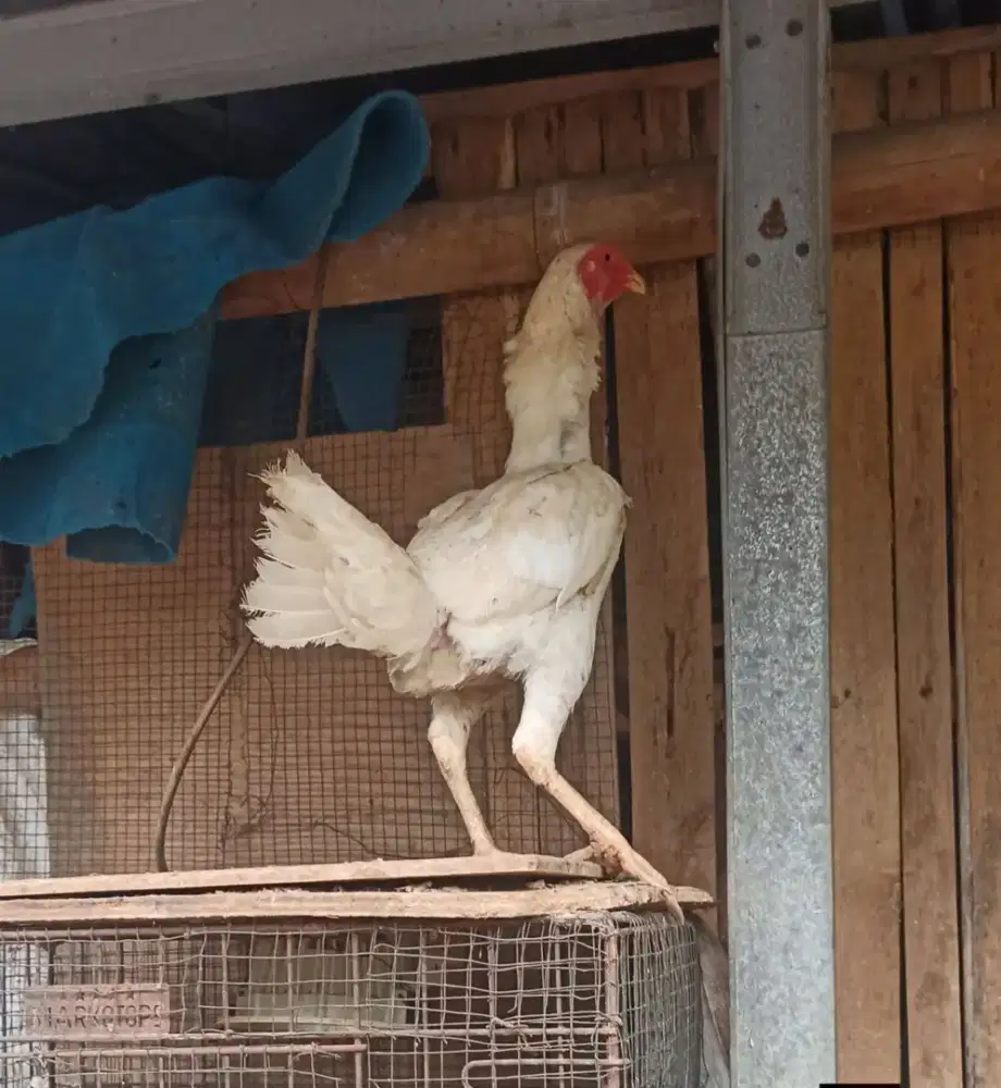 AYAM BETINA BIANG BABON PAKHOY