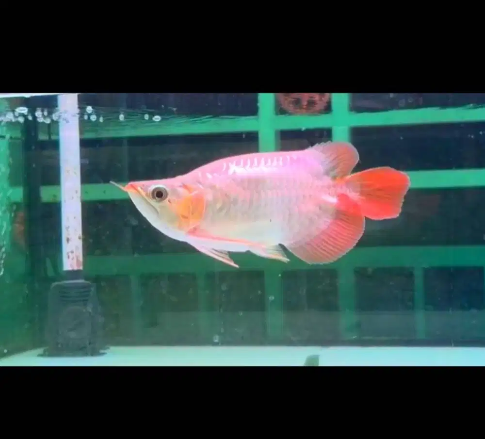 Arwana Super Red SB Short Body-+23-25CM