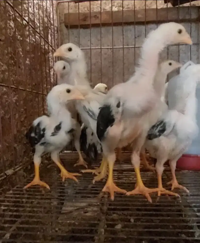 Anak Ayam Shamo Eropa Line Zuchter