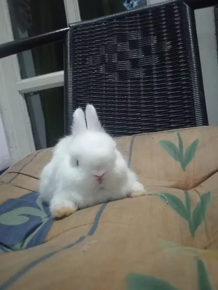 Kelinci hias lucu sehat
