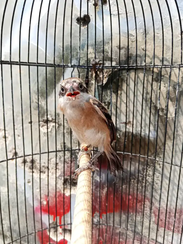 Burung cendet trotol