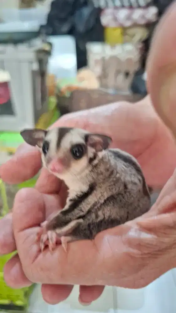 Sugar glider joy Clasic grey betina