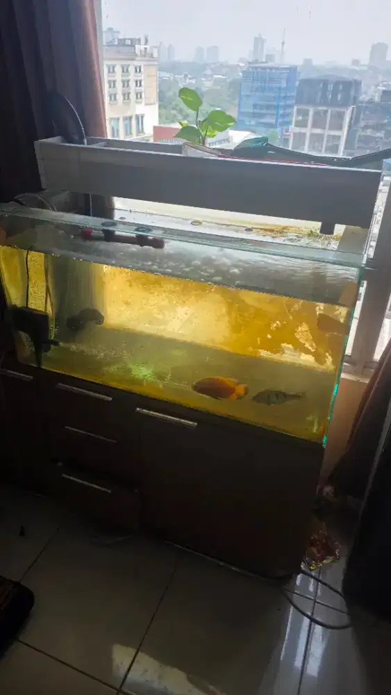 Di jual ikan oscar, pbas beserta aquarium ukuran 80x40x40