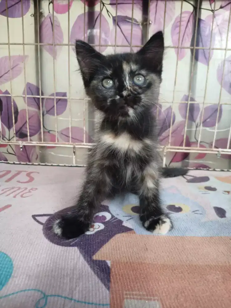Di jual kitten Munchkin ns