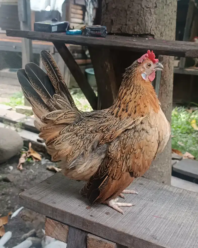 Ayam Kate betina