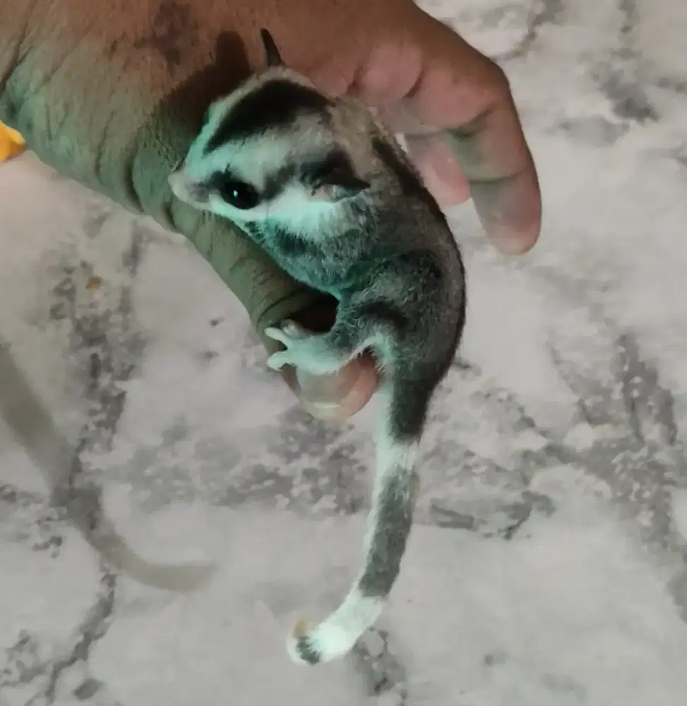 Sugar glider mozaik ringtail