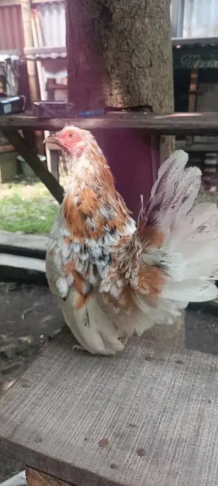 Ayam Kate betina