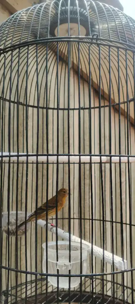 Anakan redsiskin vs kenari
