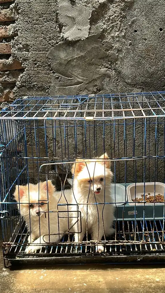 jual anakan anjing super minipom