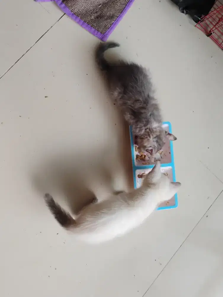 Kitten sepaket 1 Persia 1 himalaya