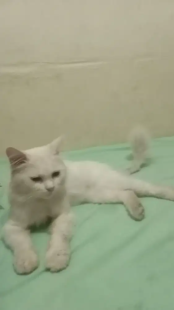 Dijual kucing adult siap kawin