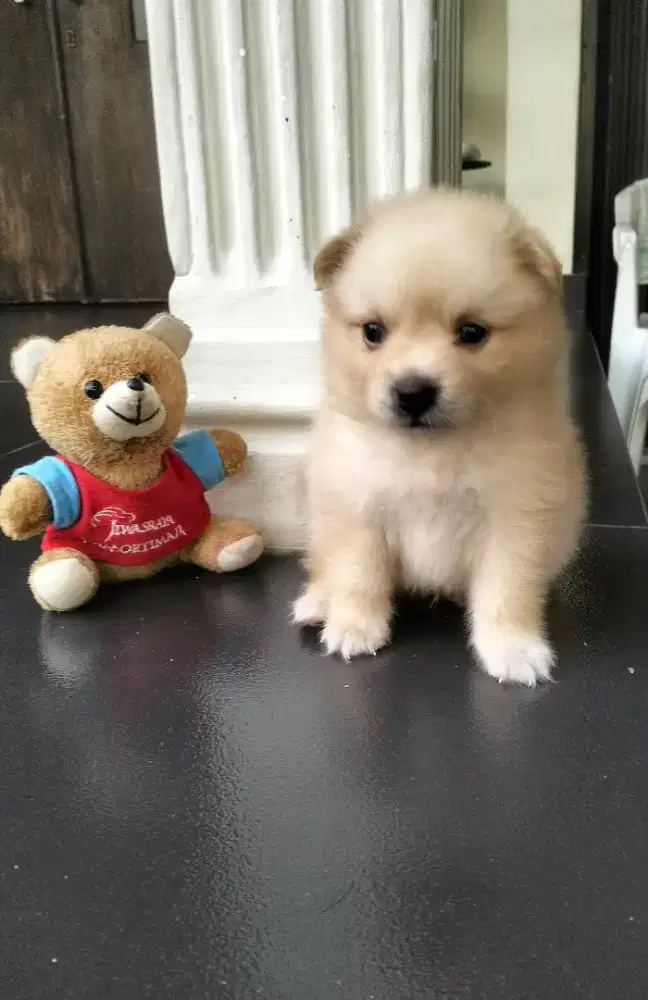 ANAK ANJING POM / POMERANIAN