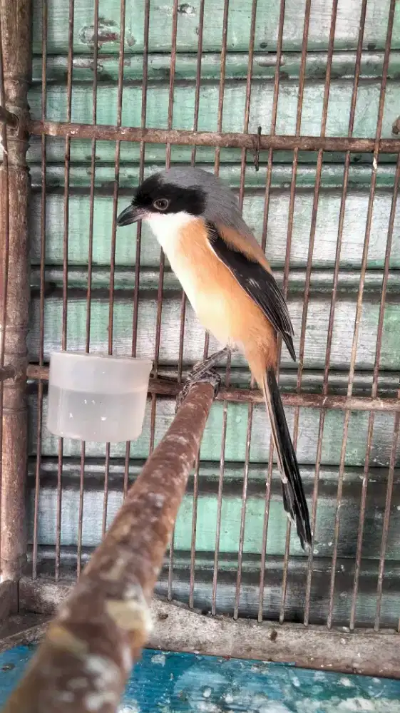 Pentet Madura Jantan Kepala Hitam Rajin Bunyi Buat Masteran Mewah