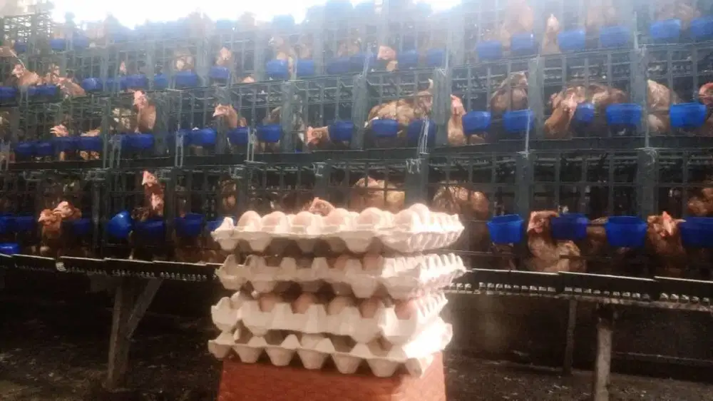 Ayam Petelur Produksi