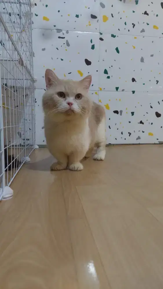 BSH Munchkin Import Vietnam