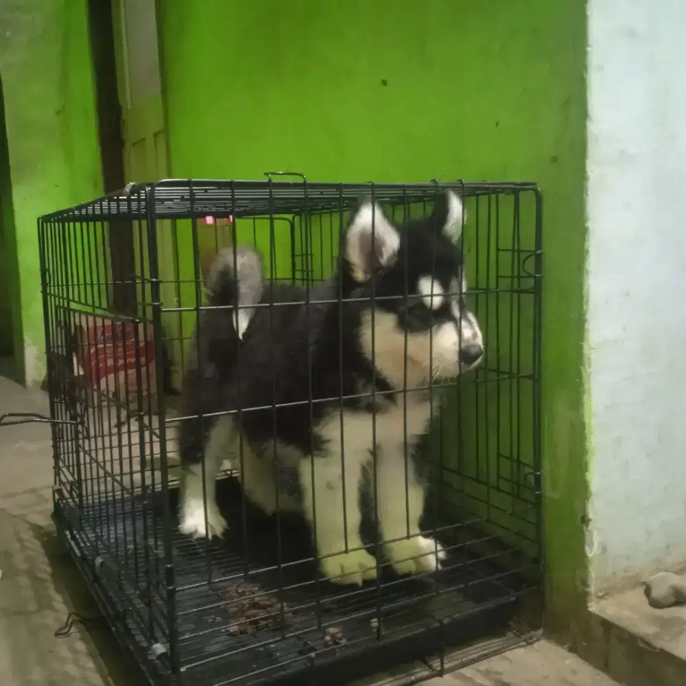Alaskan malamute