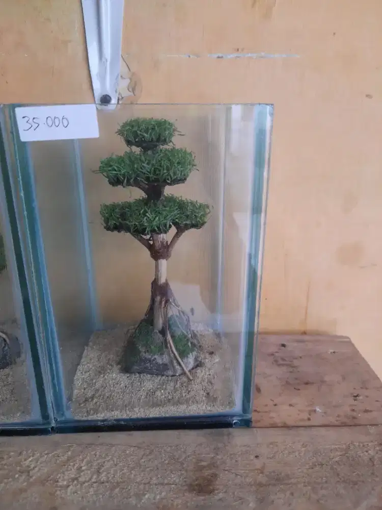 Aqua scape ikan cupang