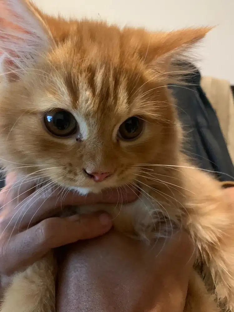 kucing persia jantan