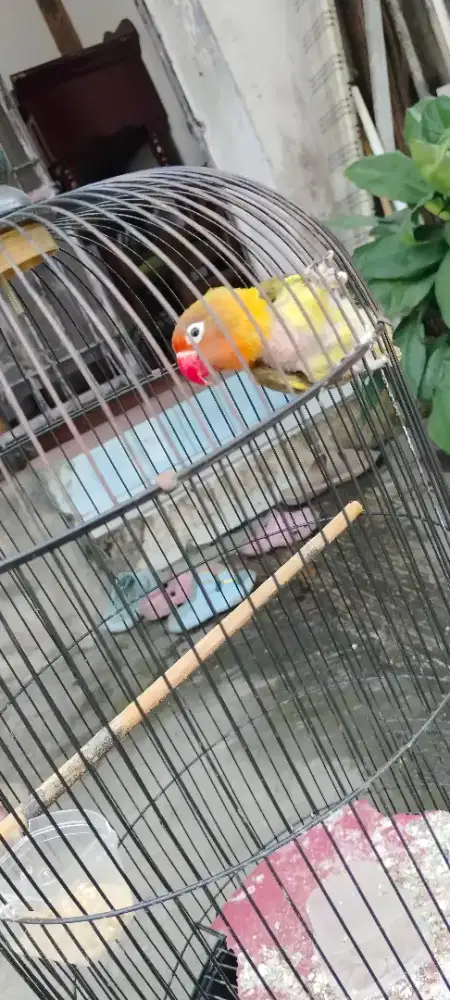 Lovebird minus cabul 150 fs net