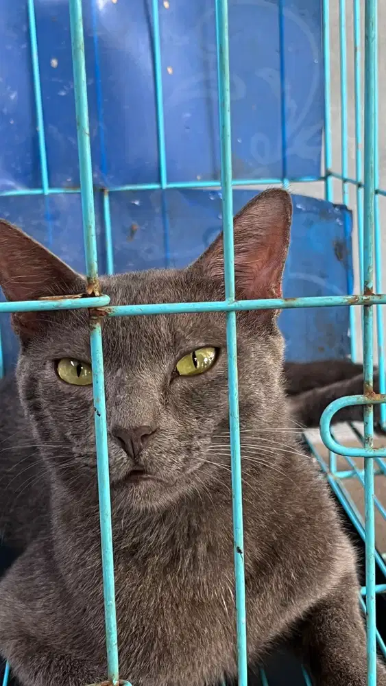 British Shorthair Mix Domestik Lokal