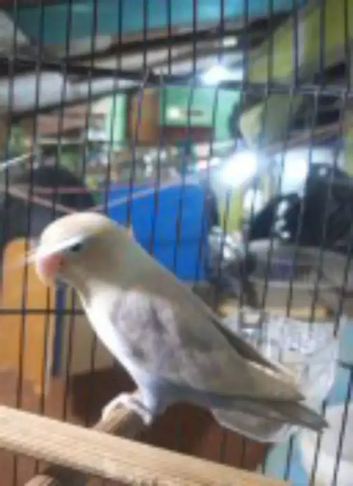 Love bird parput/vio