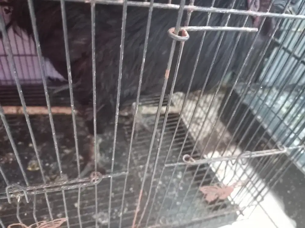 Ayam cemani 7 bln