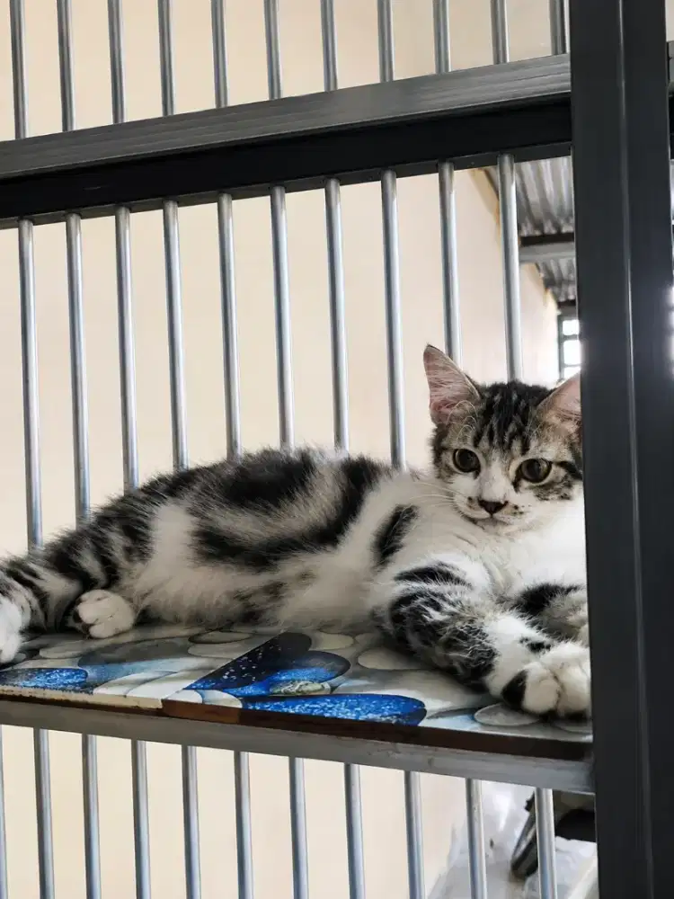 Kitten tabby jantan umur 3.5 bulan