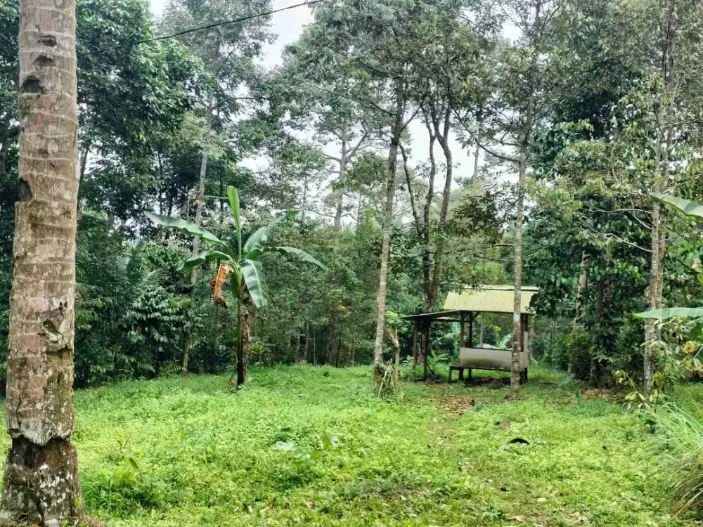 Dijual Tanah kebun Duren Murah di Pandeglang Kaduhejo