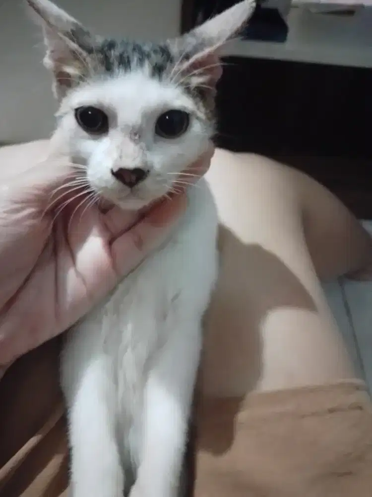 Adopsi gratis kucing putih belang 2 bulan