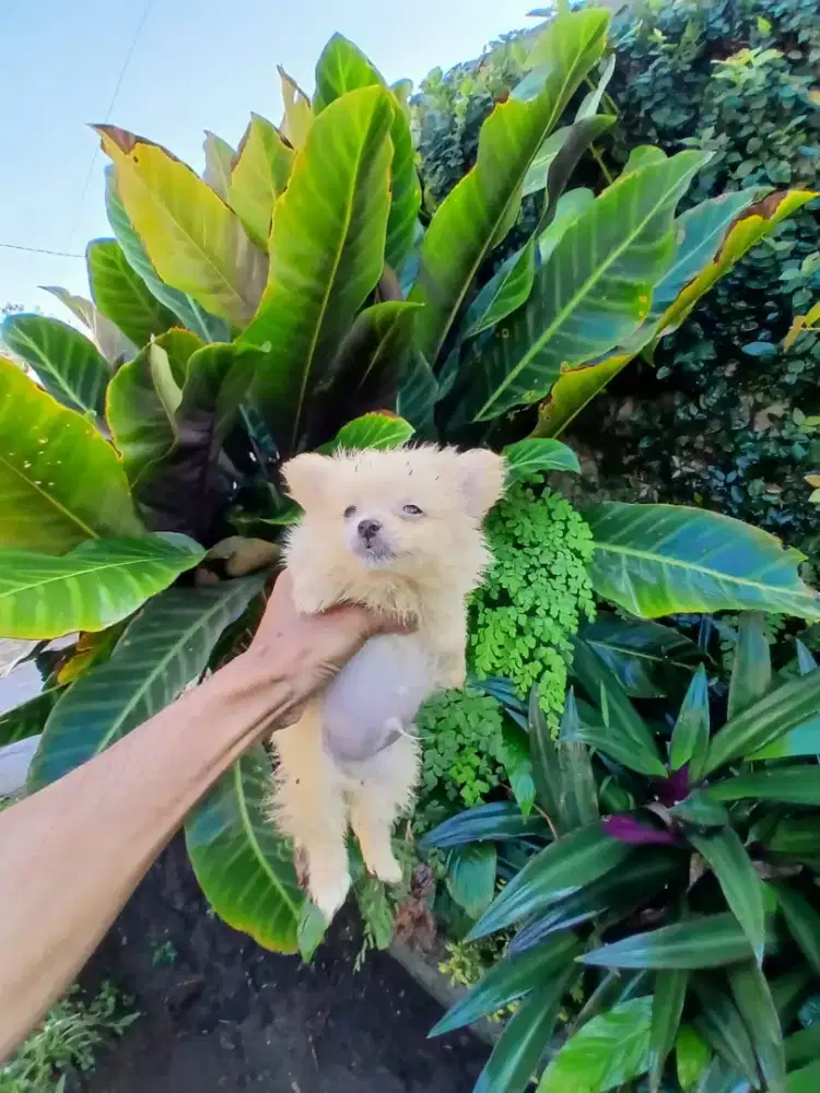 Anjing minipom kecil