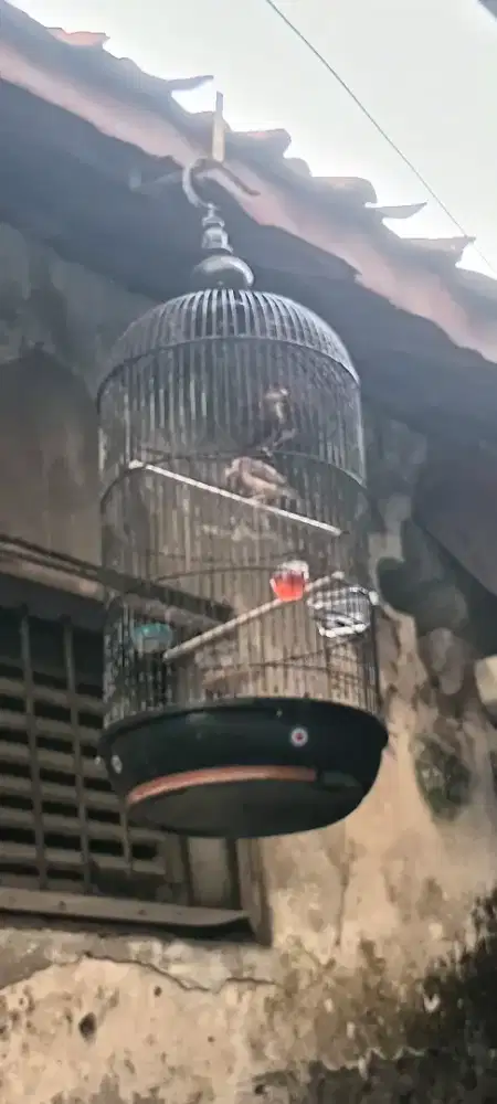 Sepasang Burung Gelatik.