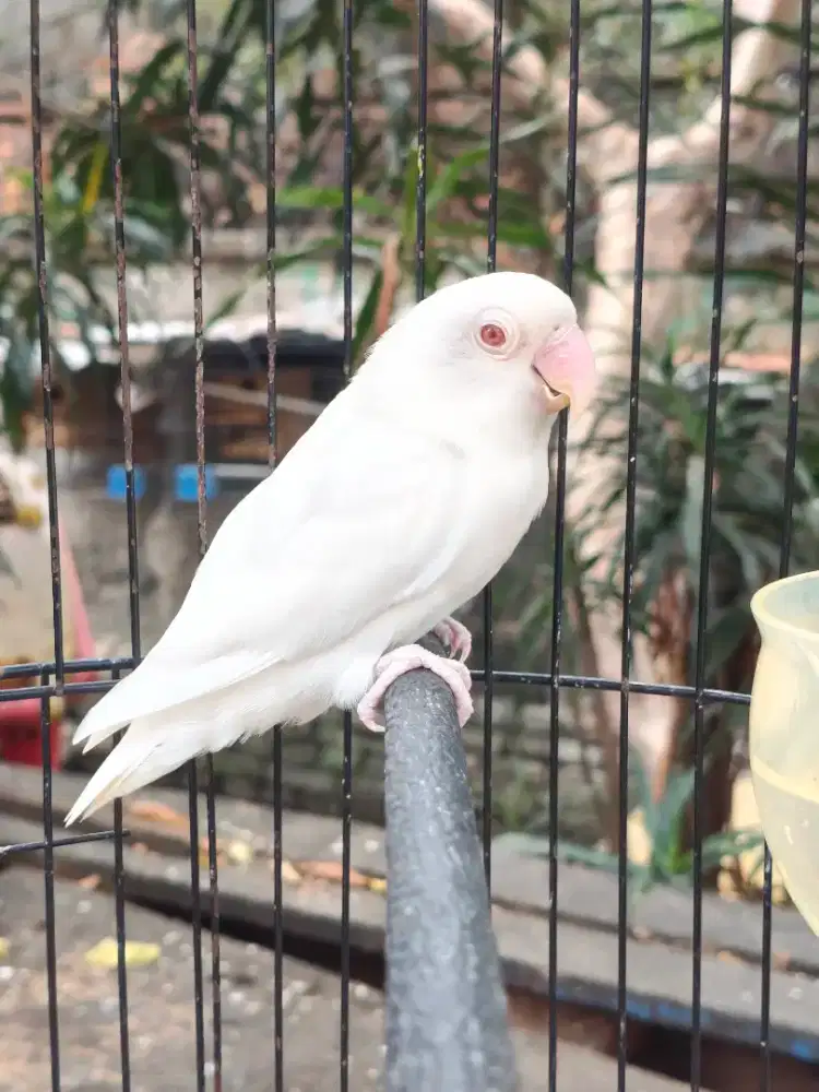Lovebird Albino mm betina