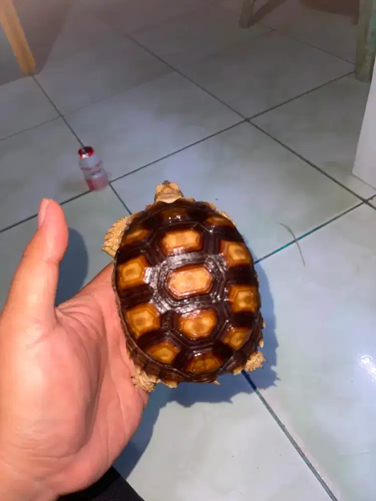 Kura kura sulcata Gemuk