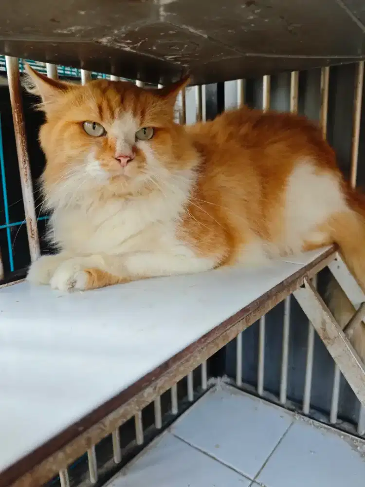 Kucing Persia longhair