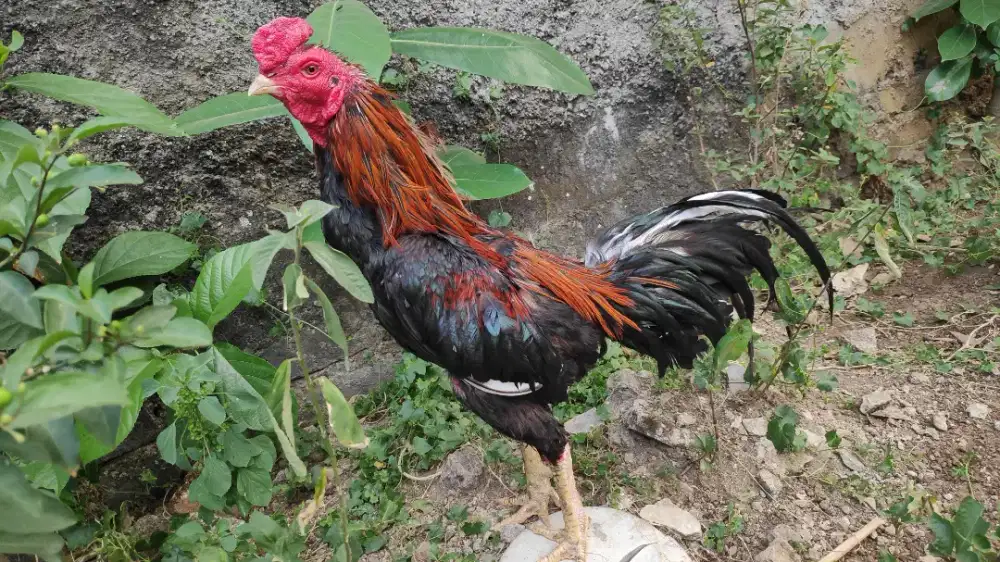 Ayam Bangkok pamangon