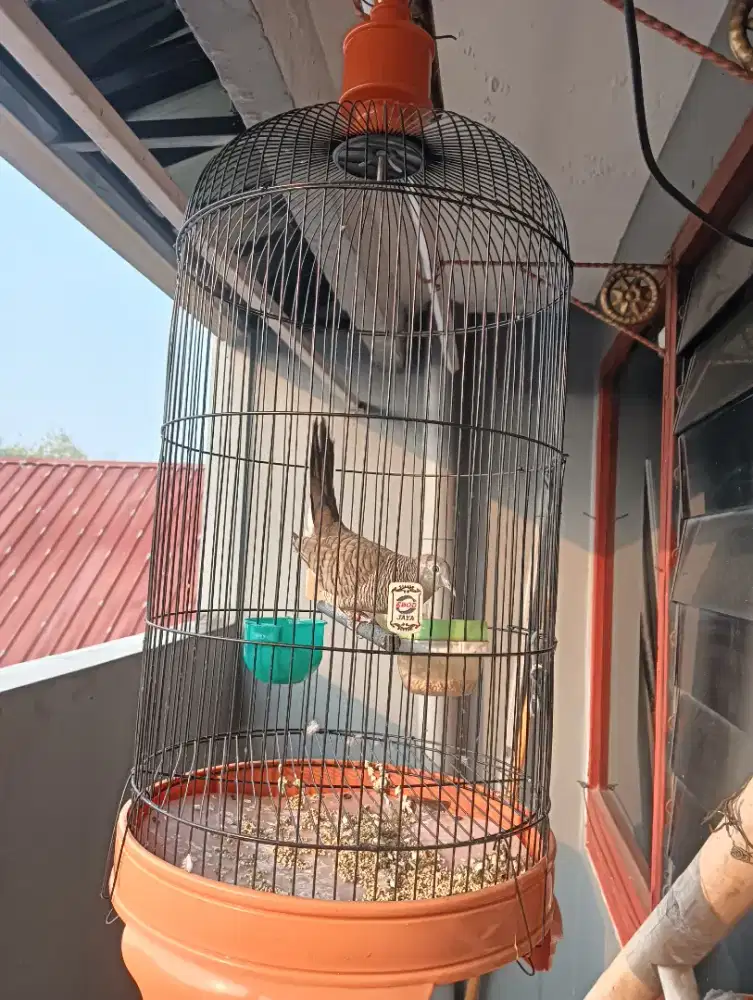 Perkutut Bangkok rajin