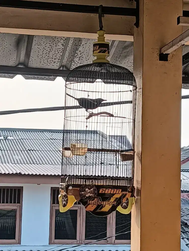 Kacer Jatim full item sampai pantat