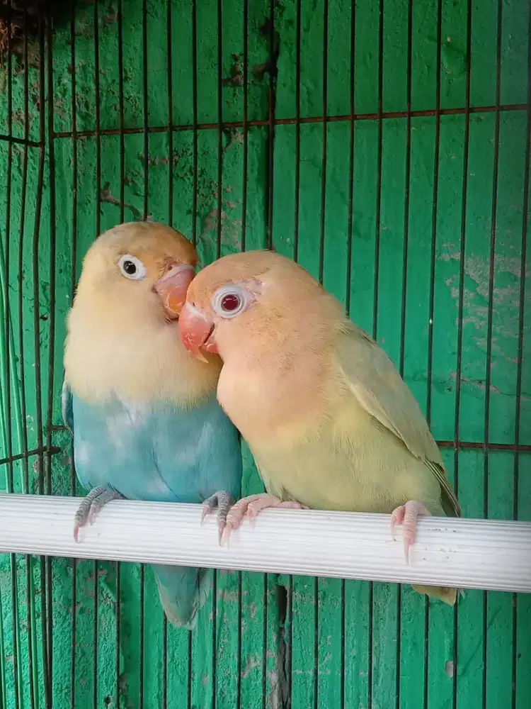 Lovebird biola aqua homozigot pf x biola pb yellow face