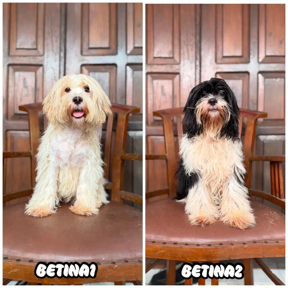 Shihtzu betina 10bln MURAAAAH