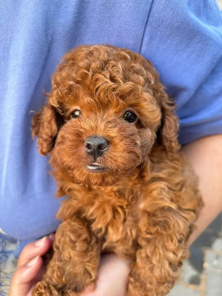 Matcha Tiny Red Poodle Female