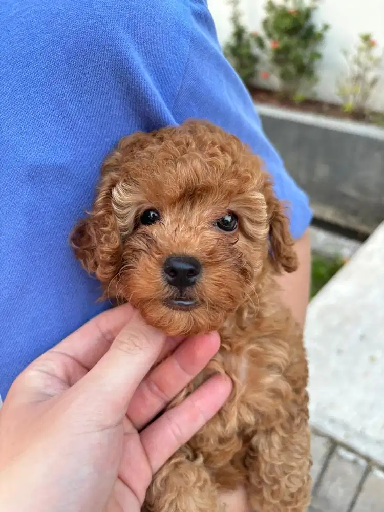 Melvin Red Tiny Poodle Female Stambum