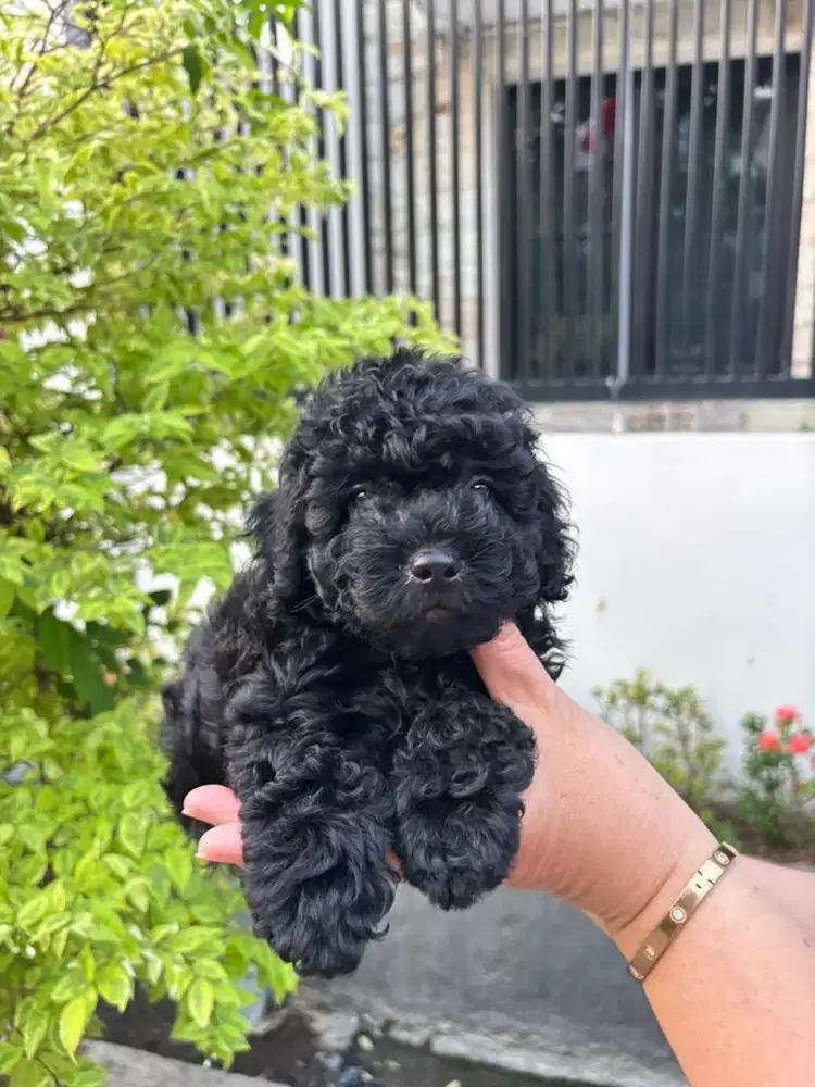 Black Poodle Elegant Male