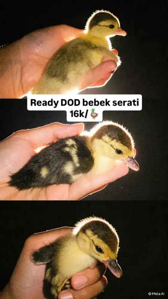Anakan bebek serati