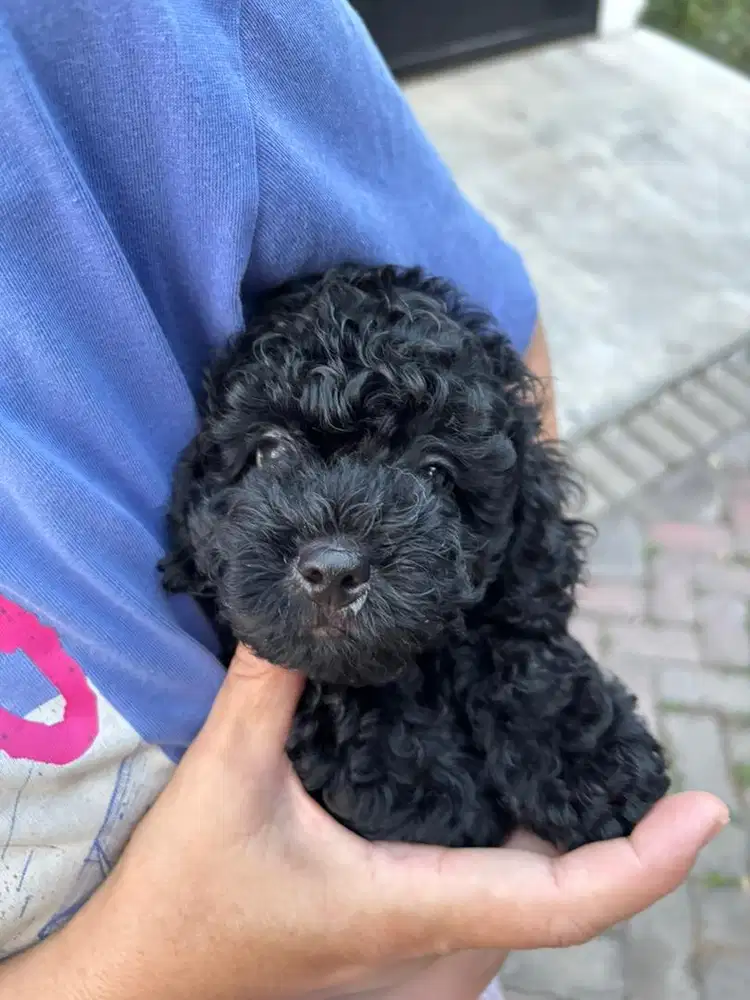 Black Poodle Male Stambum