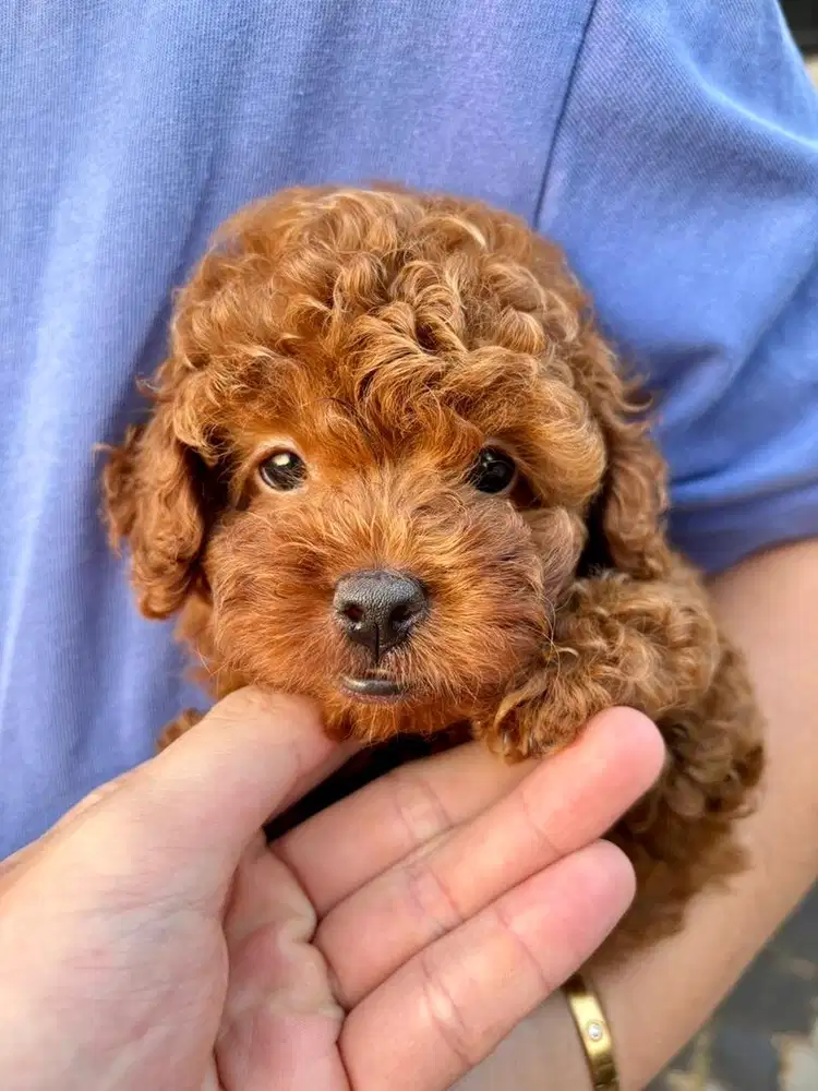 Red Tiny Poodle Female Stambum